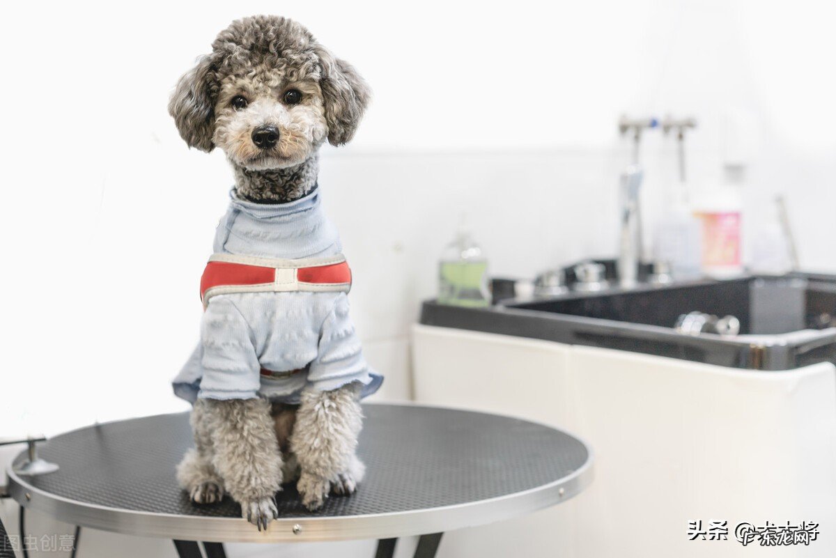 家里想养条宠物狗,养啥品种好呢?