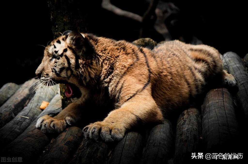 十二生肖谁最厉害？