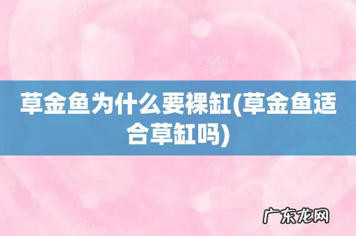 草金鱼适合草缸吗 草金鱼为什么要裸缸