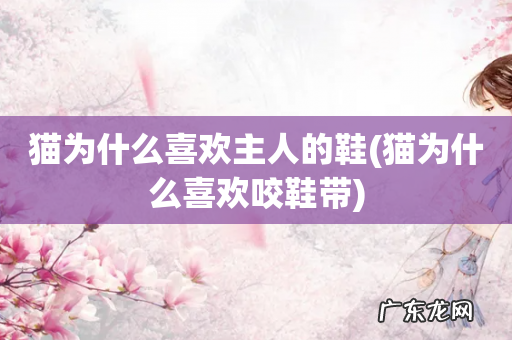 猫为什么喜欢咬鞋带 猫为什么喜欢主人的鞋