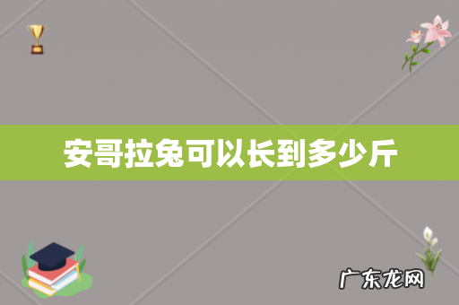 安哥拉兔可以长到多少斤