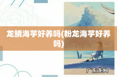 粉龙海芋好养吗 龙鳞海芋好养吗