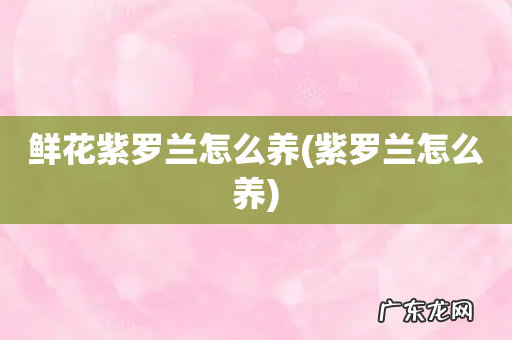 紫罗兰怎么养 鲜花紫罗兰怎么养