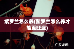 紫罗兰怎么养才能更旺盛 紫罗兰怎么养