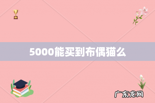 5000能买到布偶猫么