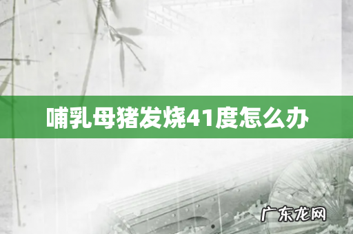 哺乳母猪发烧41度怎么办