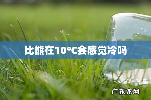 比熊在10℃会感觉冷吗