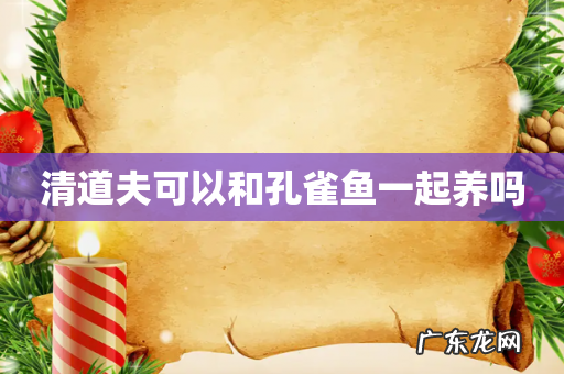 清道夫可以和孔雀鱼一起养吗