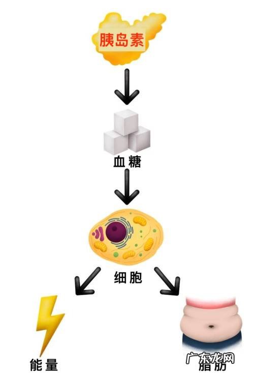 苹果型身材如何通过饮食策略瘦肚子