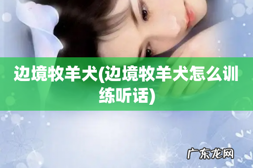 边境牧羊犬怎么训练听话 边境牧羊犬