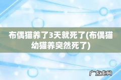 布偶猫幼猫养突然死了 布偶猫养了3天就死了