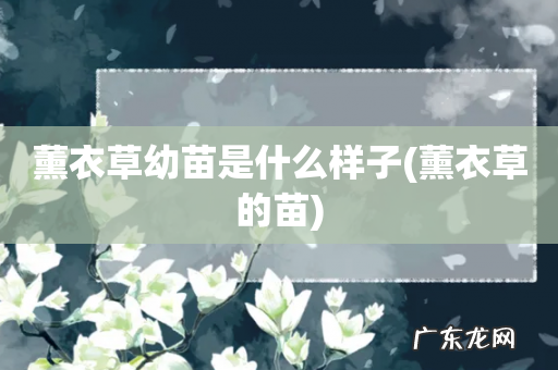 薰衣草的苗 薰衣草幼苗是什么样子