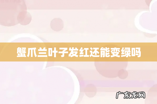 蟹爪兰叶子发红还能变绿吗