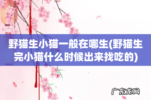 野猫生完小猫什么时候出来找吃的 野猫生小猫一般在哪生