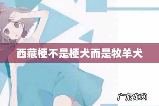 西藏梗不是梗犬而是牧羊犬