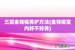 金钱榕室内好不好养 三层金钱榕养护方法