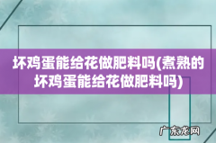 煮熟的坏鸡蛋能给花做肥料吗 坏鸡蛋能给花做肥料吗