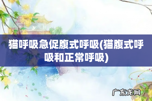猫腹式呼吸和正常呼吸 猫呼吸急促腹式呼吸