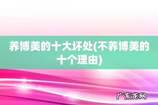 不养博美的十个理由 养博美的十大坏处