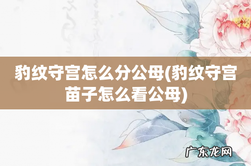 豹纹守宫苗子怎么看公母 豹纹守宫怎么分公母