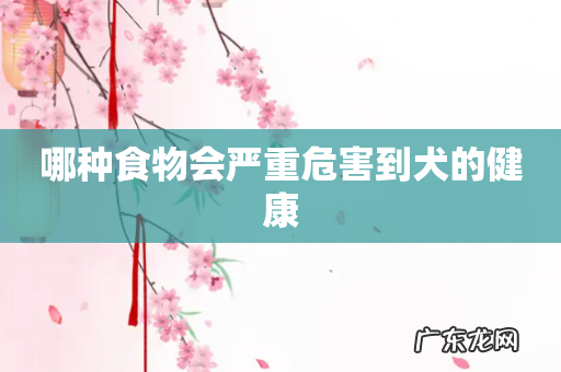 哪种食物会严重危害到犬的健康
