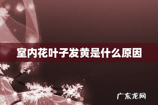 室内花叶子发黄是什么原因