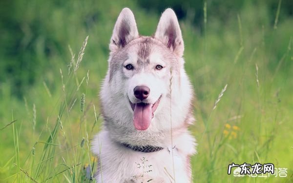 怎样让狗狗训练提高注意力?