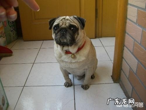 怎样让狗狗训练提高注意力?