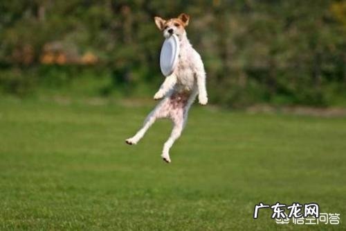 怎样让狗狗训练提高注意力?