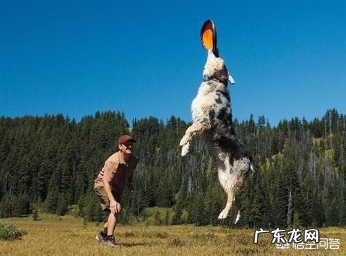 怎样让狗狗训练提高注意力?