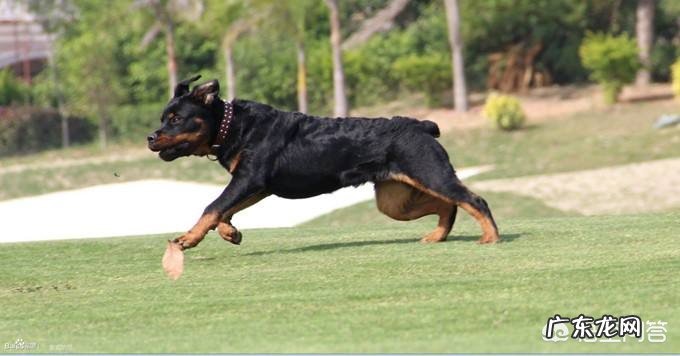 怎样让狗狗训练提高注意力?