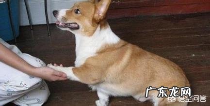 怎样让狗狗训练提高注意力?