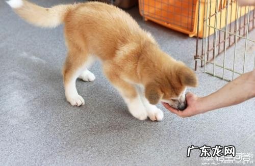 怎样让狗狗训练提高注意力?