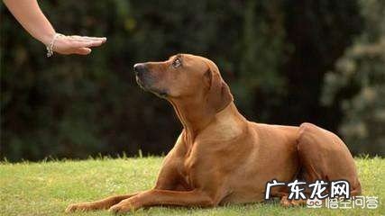 怎样让狗狗训练提高注意力?