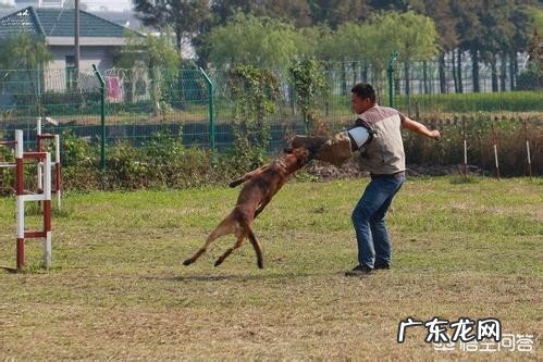 怎样让狗狗训练提高注意力?