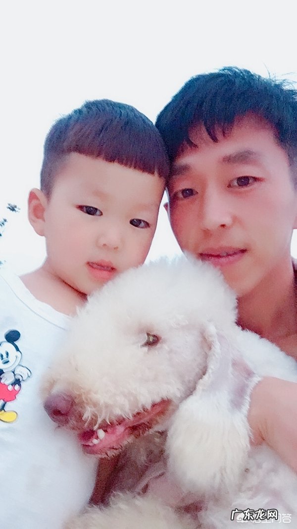 怎样让狗狗训练提高注意力?