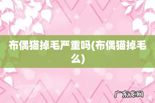 布偶猫掉毛么 布偶猫掉毛严重吗