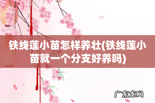 铁线莲小苗就一个分支好养吗 铁线莲小苗怎样养壮