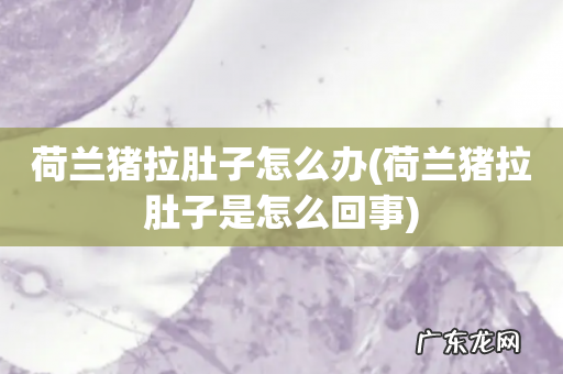 荷兰猪拉肚子是怎么回事 荷兰猪拉肚子怎么办