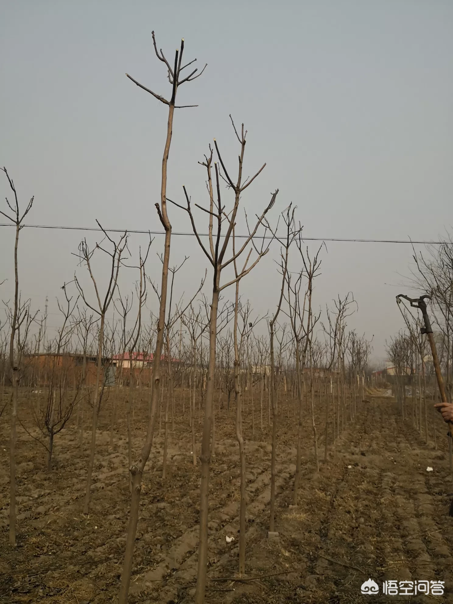 植树节,植树节你们谁还记得今天是植树节?长那么大你们种过几颗树?