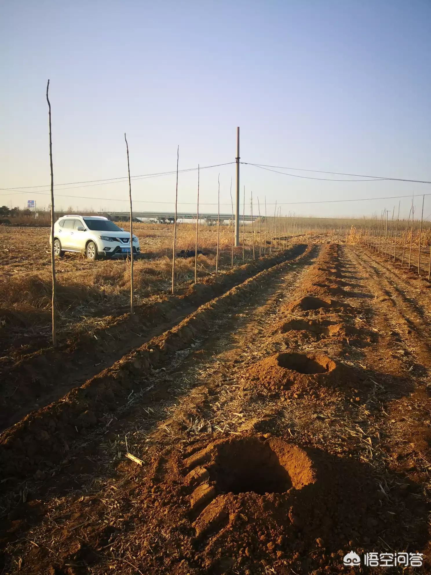 植树节,植树节你们谁还记得今天是植树节?长那么大你们种过几颗树?