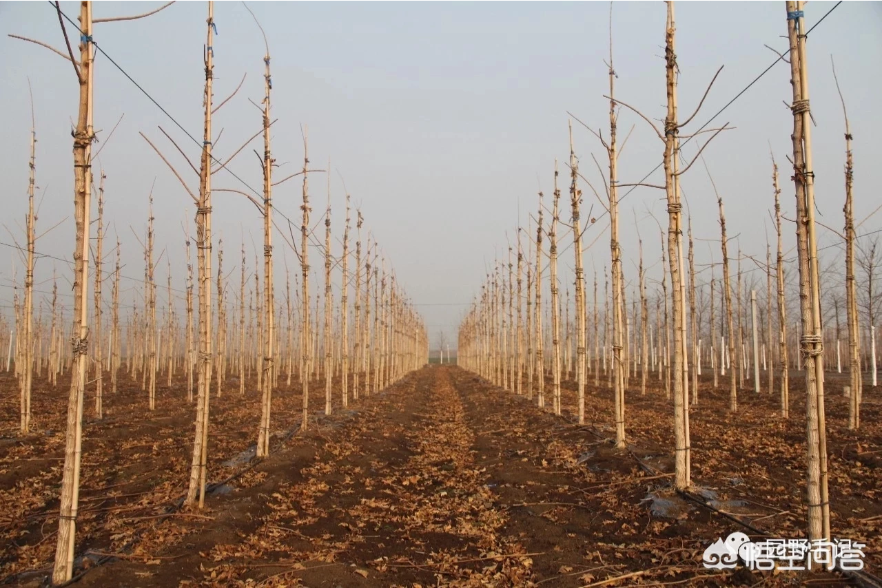 植树节,植树节你们谁还记得今天是植树节?长那么大你们种过几颗树?