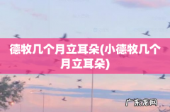 小德牧几个月立耳朵 德牧几个月立耳朵