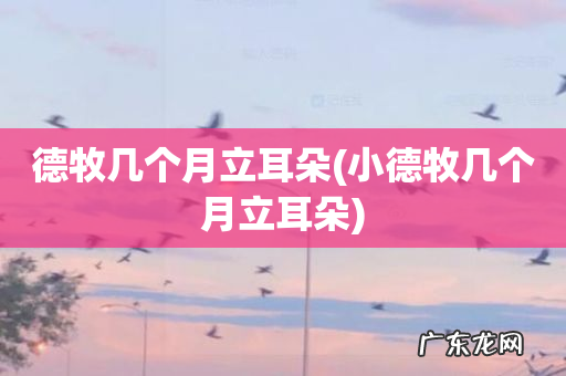 小德牧几个月立耳朵 德牧几个月立耳朵