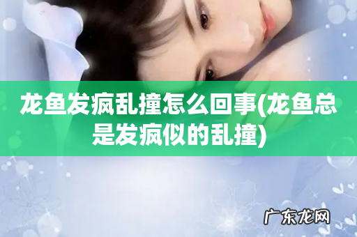 龙鱼总是发疯似的乱撞 龙鱼发疯乱撞怎么回事