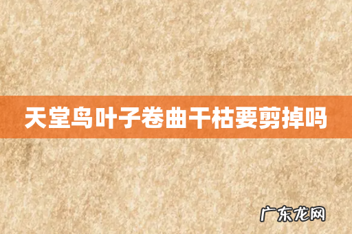 天堂鸟叶子卷曲干枯要剪掉吗