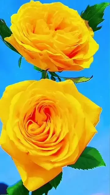 嫁出的女,泼出的水,姑娘结婚后可不可以回娘家过年?