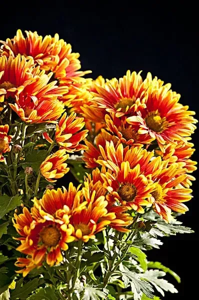 嫁出的女,泼出的水,姑娘结婚后可不可以回娘家过年?