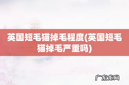英国短毛猫掉毛严重吗 英国短毛猫掉毛程度