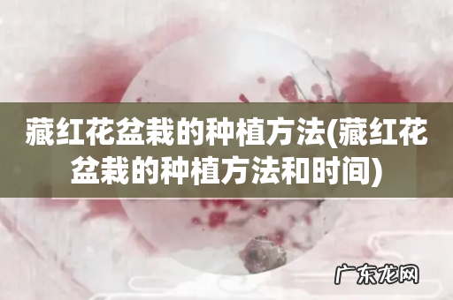藏红花盆栽的种植方法和时间 藏红花盆栽的种植方法